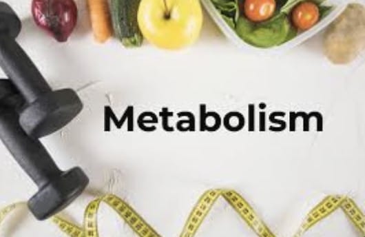 metabolism